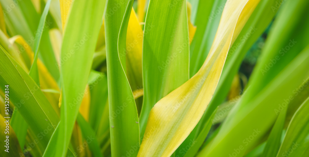 Fototapeta premium Green leaf background. green and yellow leaf. nature green background