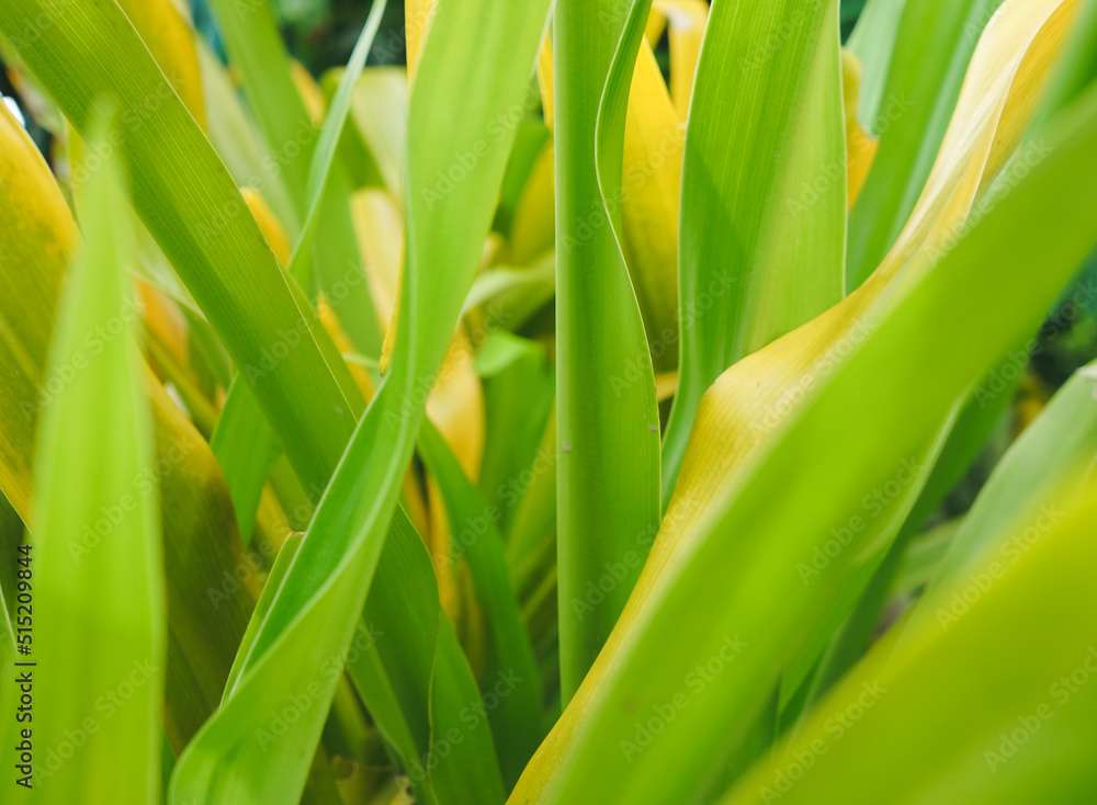 Fototapeta premium Green leaf background. green and yellow leaf. nature green background