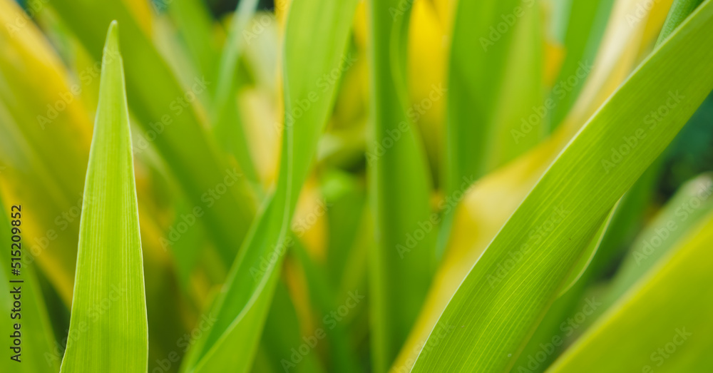 Green leaf background. green and yellow leaf. nature green background Green leaf background. green and yellow leaf. nature green background