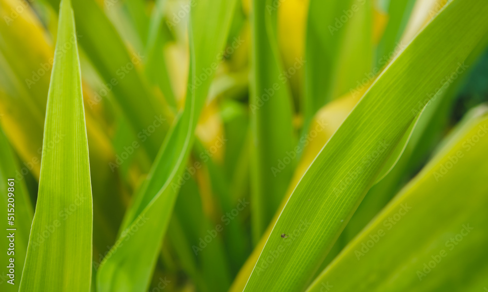 Green leaf background. green and yellow leaf. nature green background Green leaf background. green and yellow leaf. nature green background