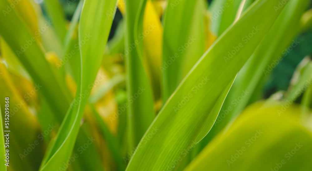 Green leaf background. green and yellow leaf. nature green background Green leaf background. green and yellow leaf. nature green background