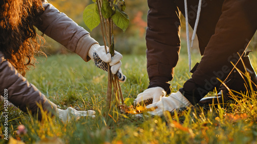 Canvas-taulu Unrecognizable group people activists plant trees in autumn park fertilize groun