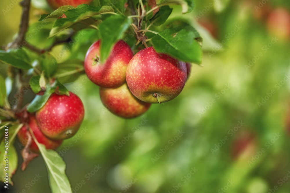 Closeup of ripe red apples on a tree with copy space. Organic, healthy fruit growing on tree branch in an orchard on sustainable farm. Details of ripened nutrition fresh produce ready for harvesting Closeup of ripe red apples on a tree with copy space. Organic, healthy fruit growing on tree branch in an orchard on sustainable farm. Details of ripened nutrition fresh produce ready for harvesting