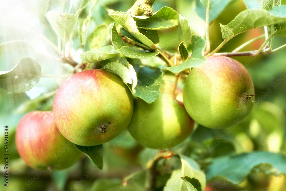 Closeup of apples growing in a sunny orchard outdoors with lens flare. Fresh raw fruit being cultivated and harvested from trees in an apple grove. Organic produce ready to be picked and enjoyed Closeup of apples growing in a sunny orchard outdoors with lens flare. Fresh raw fruit being cultivated and harvested from trees in an apple grove. Organic produce ready to be picked and enjoyed