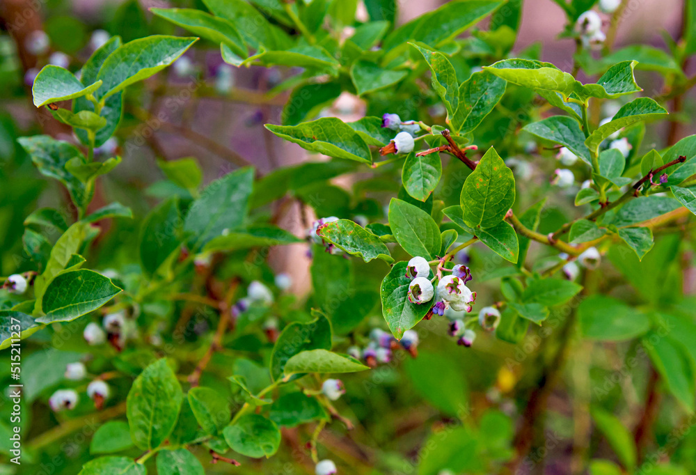 Blueberries ripen on the bush. Growing berries in the garden. Close up of a blueberry bush. Blueberry bush