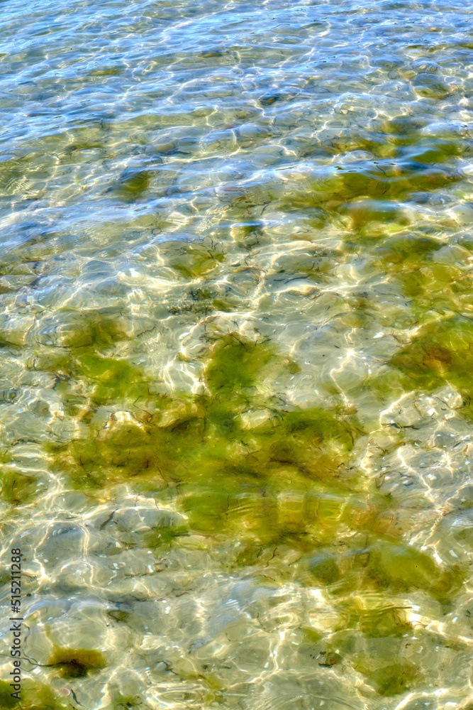 A closeup of a calm shallow rocky floor of an ocean, pond, or lake with green moss growing underwater. Tiny little ripple waves and sunlight shining on a sunny summer day in a bed of fresh water