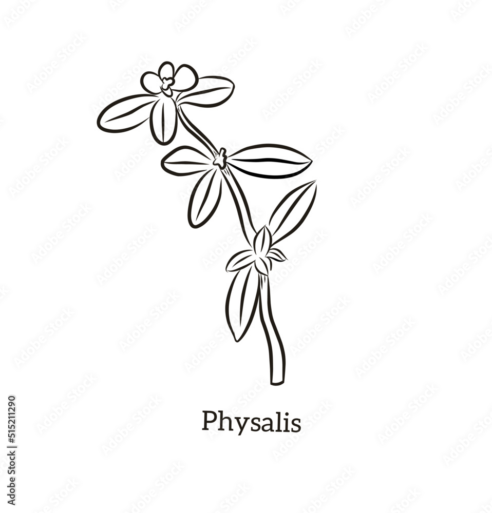 Common Purslane (Portulaca oleracea), or verdolaga, pigweed, little