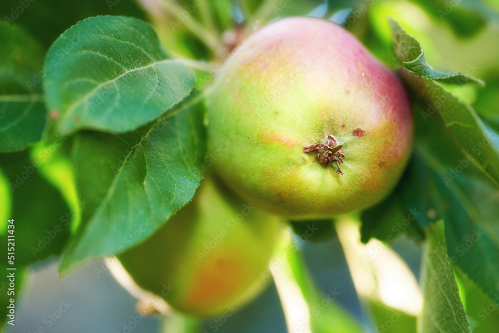 Closeup of apples growing on a tree in a sustainable orchard on a sunny day outside. Ripe and delicious fruit cultivated for harvest. Fresh and organic produce growing in a natural thriving grove Closeup of apples growing on a tree in a sustainable orchard on a sunny day outside. Ripe and delicious fruit cultivated for harvest. Fresh and organic produce growing in a natural thriving grove