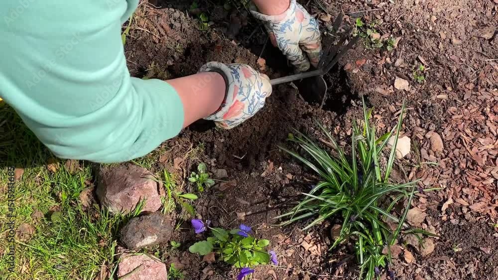 The gardener is digging a small hole in the bed with a chopper for ...