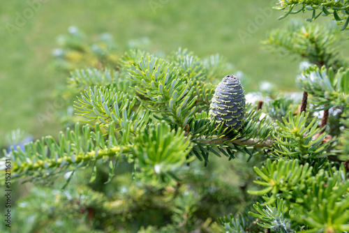 Green cone on the bough of Abies Siberian. Natural background of young branches Abies
