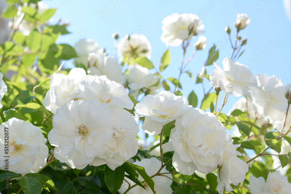 Beautiful blooming rose bush outdoors, closeup view Beautiful blooming rose bush outdoors, closeup view