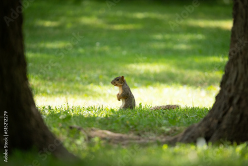 Gray squirrel standing and staring between two trees