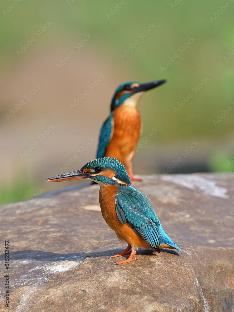 custom made wallpaper toronto digitalCommon Kingfisher