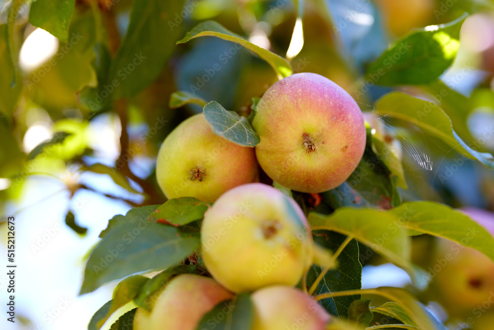 Copy space with apples growing on a tree in a sustainable orchard on a sunny day. Ripe and juicy fruit cultivated for harvest. Fresh and organic apples growing in a thriving green garden. Copy space with apples growing on a tree in a sustainable orchard on a sunny day. Ripe and juicy fruit cultivated for harvest. Fresh and organic apples growing in a thriving green garden.