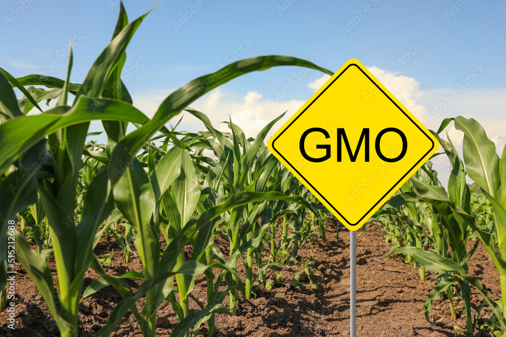 Sign with abbreviation GMO in corn field on sunny day - obrazy, fototapety, plakaty 