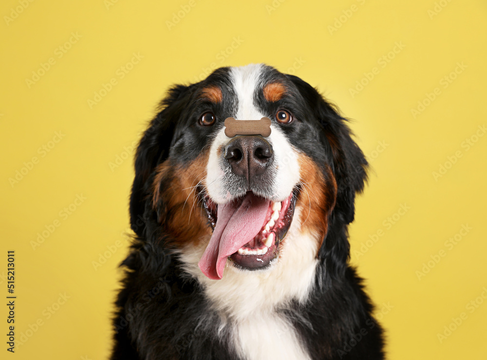 Adorable dog with bone shaped cookie on nose against yellow background Adorable dog with bone shaped cookie on nose against yellow background