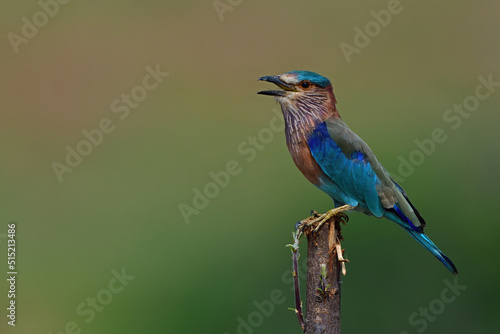 Photography Indian Roller