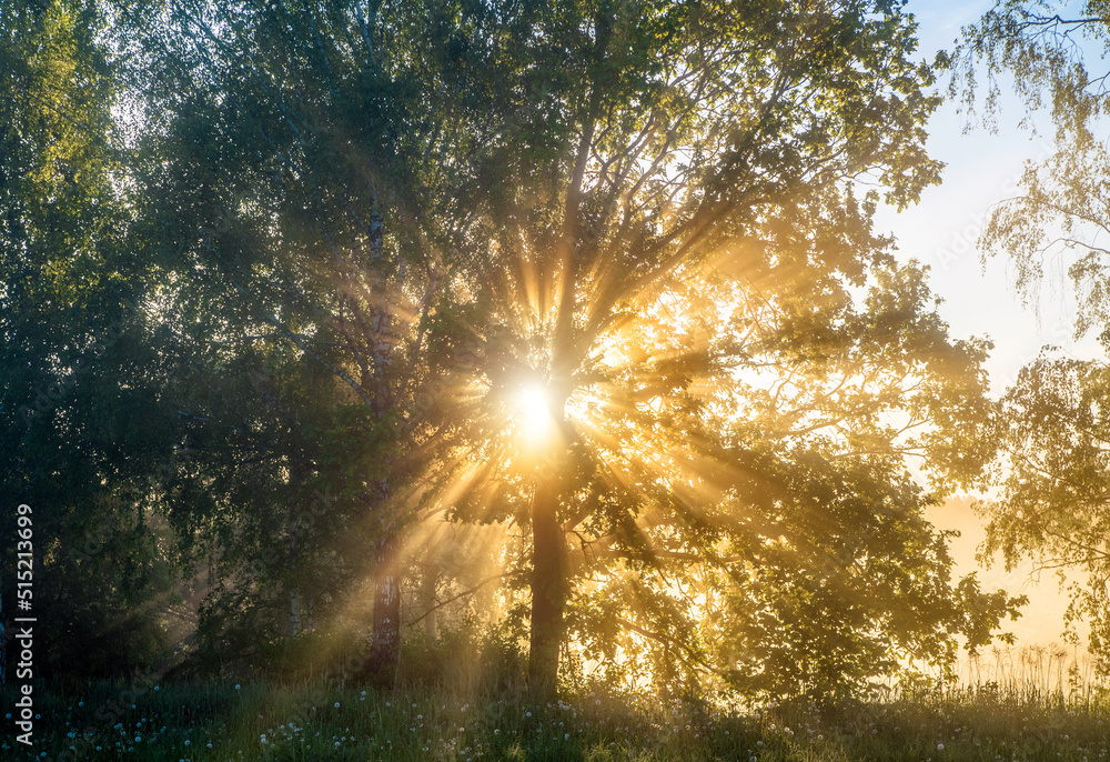 Morning dawn among the trees in the field
Morning dawn among the trees in the field