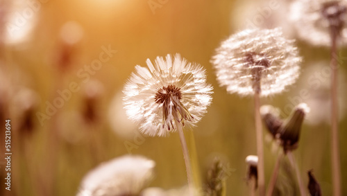 Fluffy dandelions in summer on green grass 