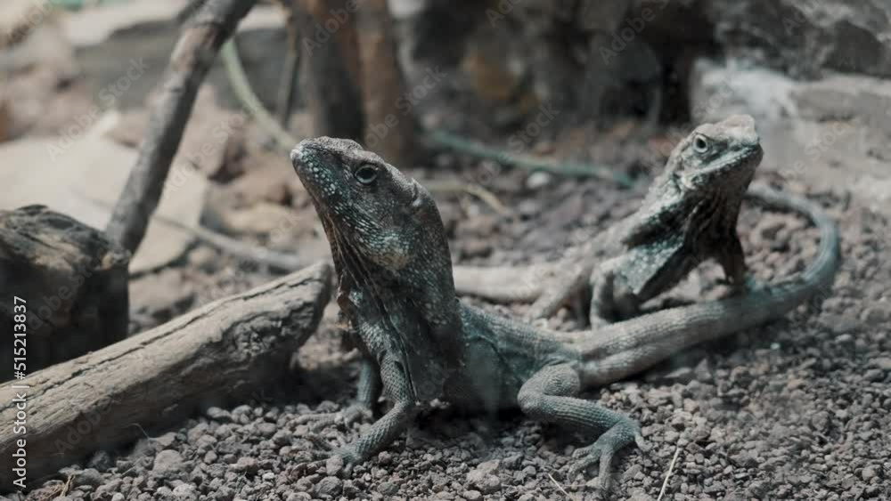 Pair Of Indo-Chinese Forest Lizards On The Ground In The Wilderness. close up, slider shot Pair Of Indo-Chinese Forest Lizards On The Ground In The Wilderness. close up, slider shot