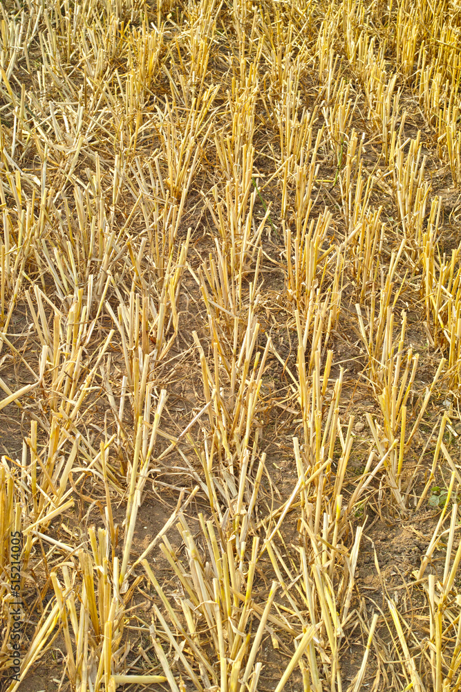 Closeup of wheat growing on a farm on a sunny day outdoors. Landscape of golden stalks of ripening rye and cereal grain cultivated on a cornfield to be milled into flour in the rural countryside