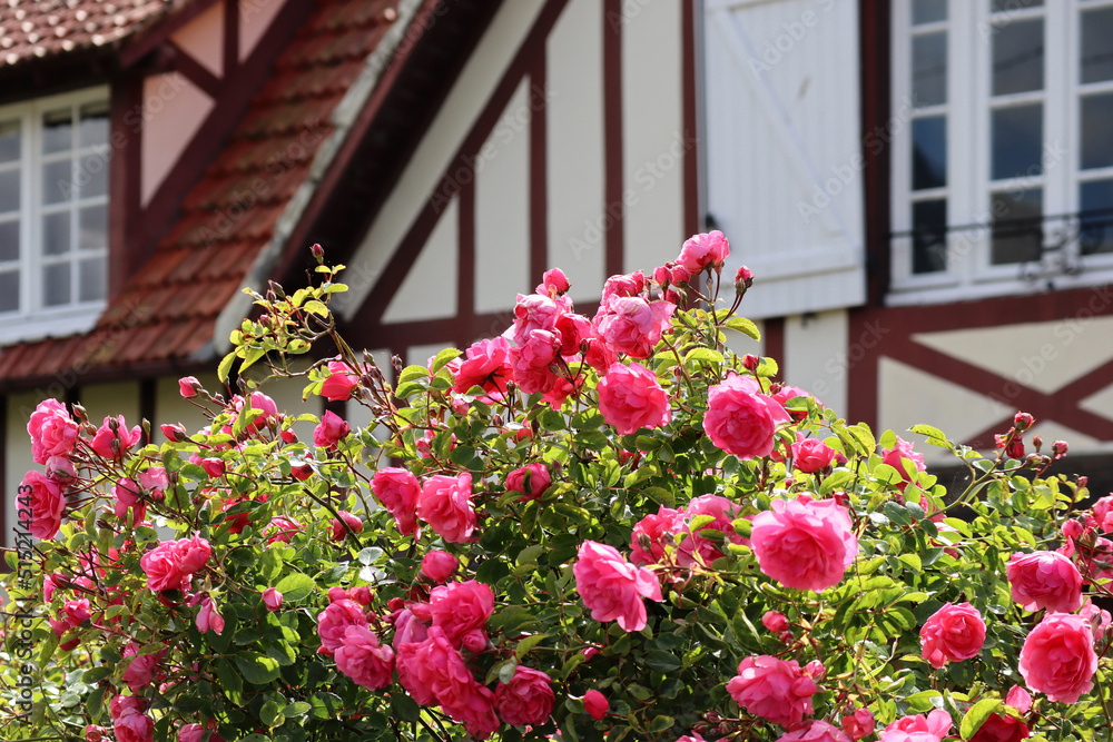 Pink roses with a typical Norman house in the background, Cabourg