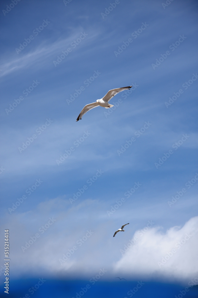 Two herring gulls flying high in blue summer sky