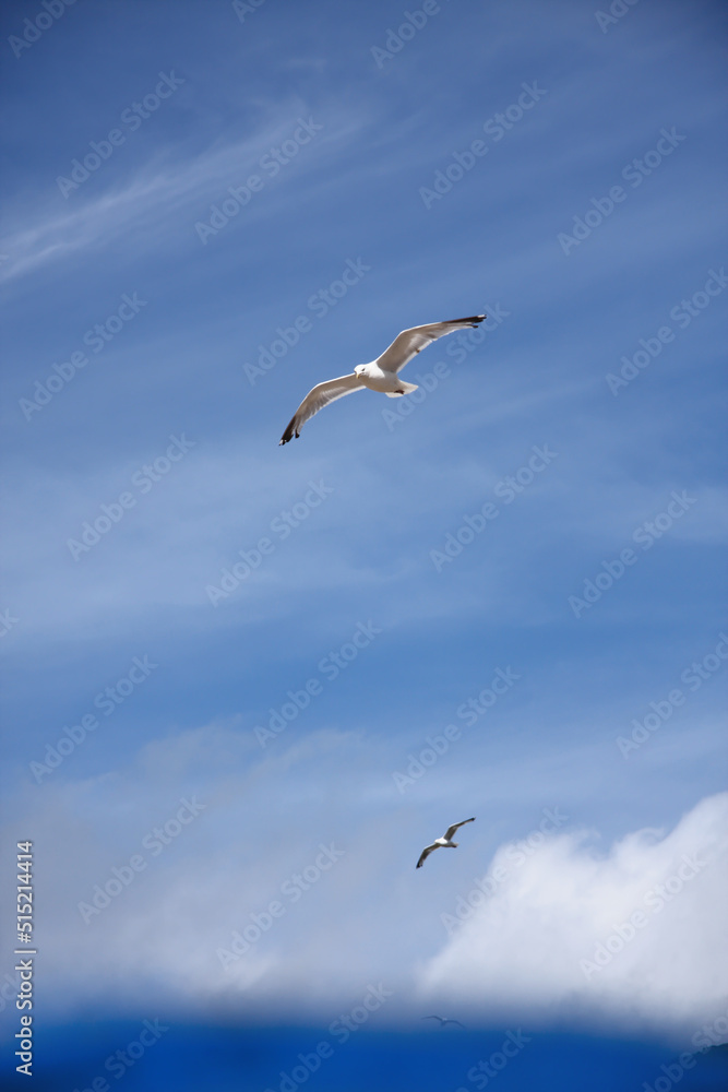 Two herring gulls flying high in blue summer sky Two herring gulls flying high in blue summer sky