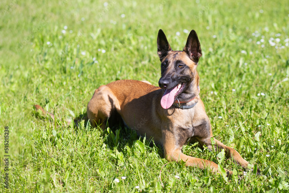Belgian malinois shepherd dog. Malinua Belgian malinois shepherd dog. Malinua