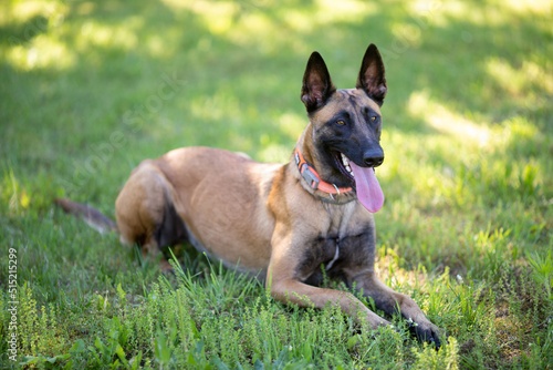 Belgian malinois shepherd dog. Malinua