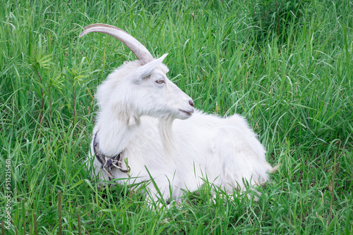 White goat with long horns sitting in green grass medow