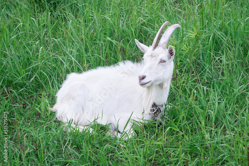 White goat with long horns sitting in green grass feeds on medow