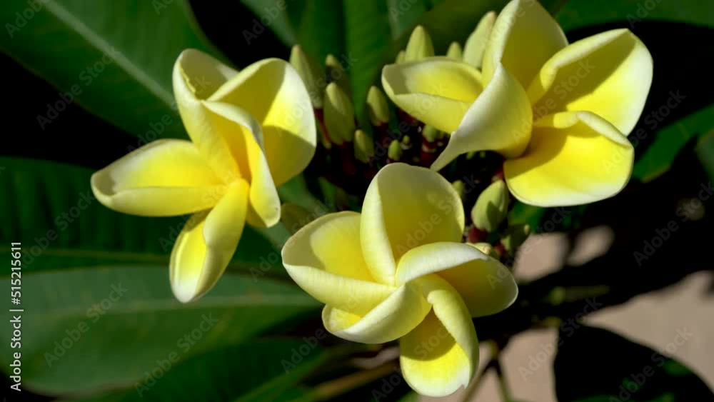 Frangipani flower, plumeria, yellow and white color. Sound of singing tropical birds. 4k footage Frangipani flower, plumeria, yellow and white color. Sound of singing tropical birds. 4k footage