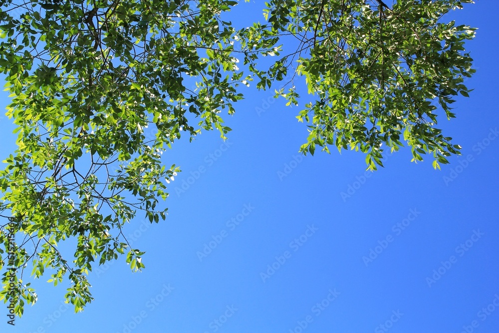 Tree tops at sunny day. Spring oak branches on clear blue sky with copy space for text. Lush green leaves, twigs and sun beams shining. Forest summer landscape background. View from below. Close up Tree tops at sunny day. Spring oak branches on clear blue sky with copy space for text. Lush green leaves, twigs and sun beams shining. Forest summer landscape background. View from below. Close up