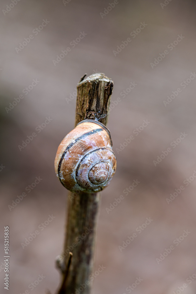 closeup of a thin branch with a snail shell against a blurred background
closeup of a thin branch with a snail shell against a blurred background