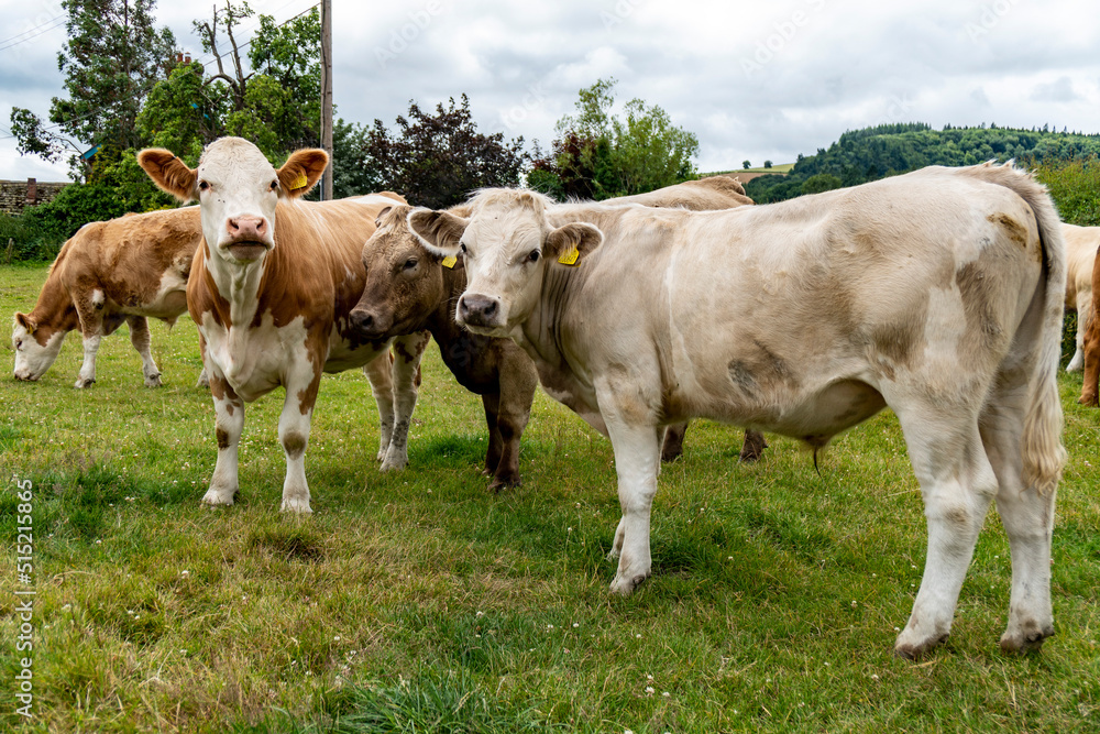 cows on a meadow