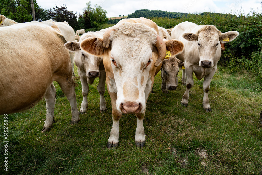 cows in a field