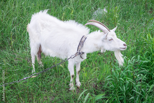 White male goat with long horns stands in green grass feeding