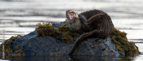 Fotografie, Obraz Otter resting onshore, Isle of Mull, Scotland