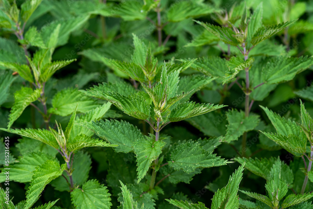 closeup of many green nettles