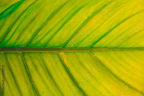 Top view leaf background.Green leaves color tone dark in the morning.Tropical Plant in Thailand environment good air.photo concept nature and plant.