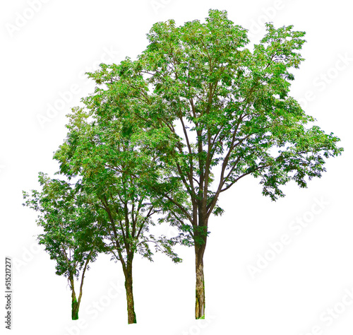 Three trees on a white background
