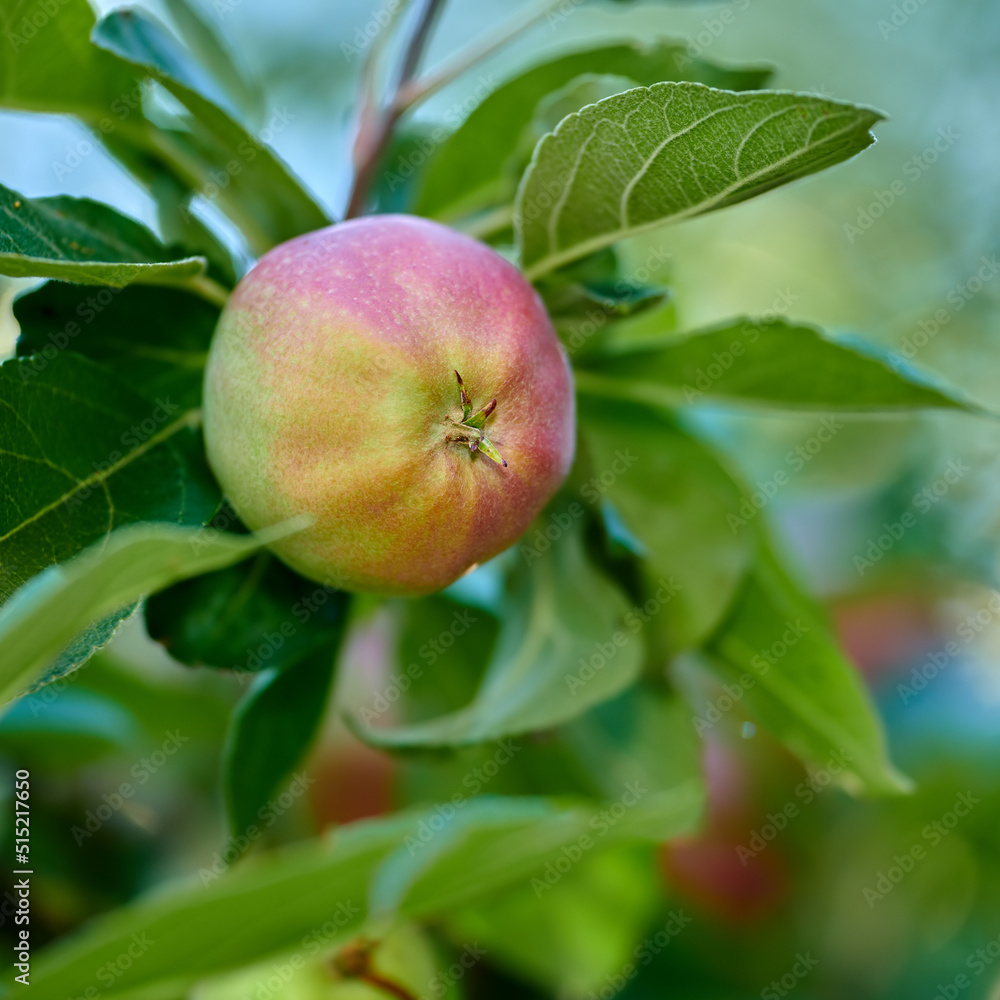 closeup of an Empire apple on a tree branch in an orchard on a sunny day outdoors. Fresh, sweet and organic produce growing in a sustainable fruit farm. Ripe, juicy and ready for harvest closeup of an Empire apple on a tree branch in an orchard on a sunny day outdoors. Fresh, sweet and organic produce growing in a sustainable fruit farm. Ripe, juicy and ready for harvest