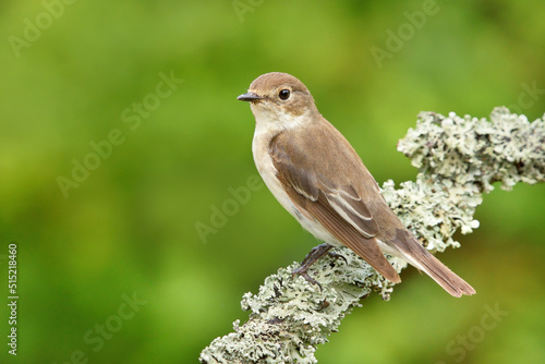 European pied flycatcher (Ficedula hypoleuca) female sitting on a branch. photo