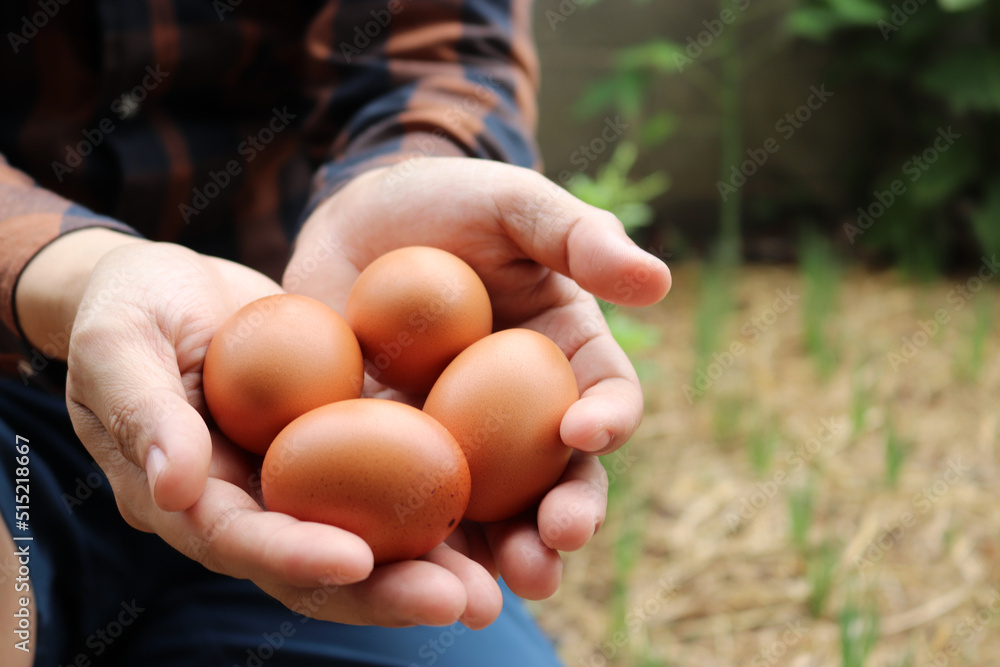 Farmer holds chicken eggs amid home grown vegetable garden. Farmer holds chicken eggs amid home grown vegetable garden.