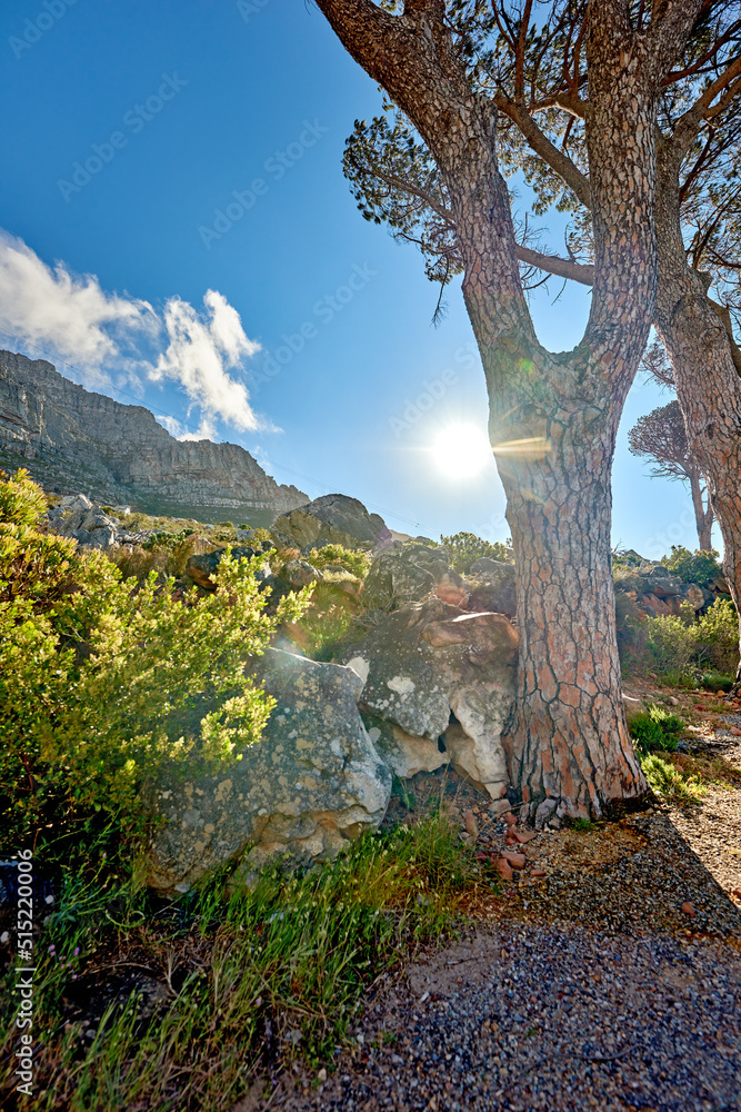 Remote mountain hiking trail on table mountain on a sunny day. Mountainous walking path high above a coastal city in South Africa against a blue horizon. Trees growing on an uphill mountain. Remote mountain hiking trail on table mountain on a sunny day. Mountainous walking path high above a coastal city in South Africa against a blue horizon. Trees growing on an uphill mountain.