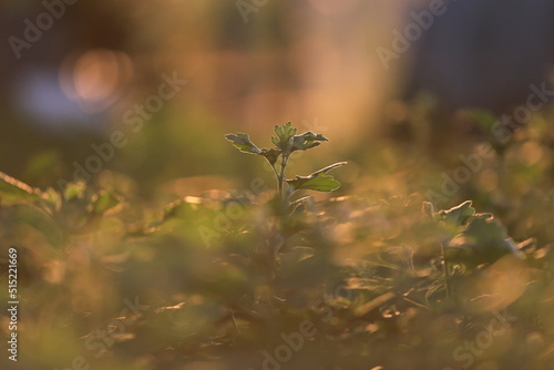 dew on the forest