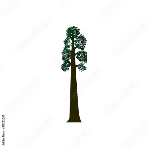 Vector illustration of Big Sequoia Tree