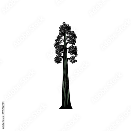 Giant Sequoia tree Silhouette vector photo
