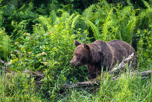 Brown Bear (Ursus arctos). Bieszczady, Carpathians, Poland.